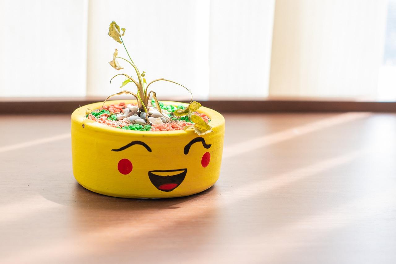 室内植物墙用什么植物