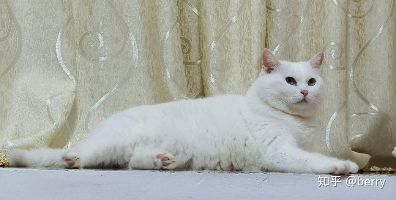 为什么好多人都看不起中华田园猫和田园犬? - 知乎
