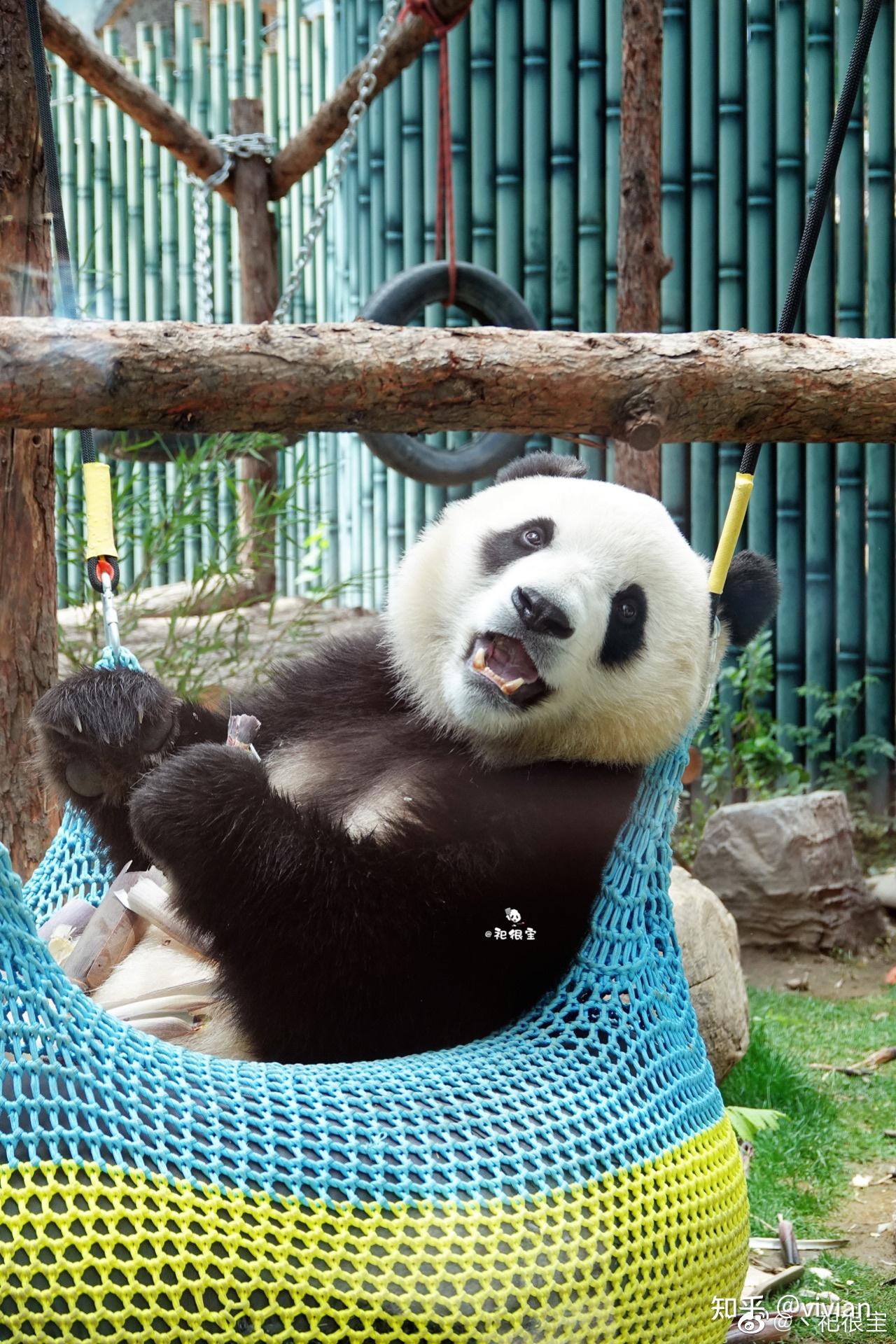 如何评价熊猫胖大海