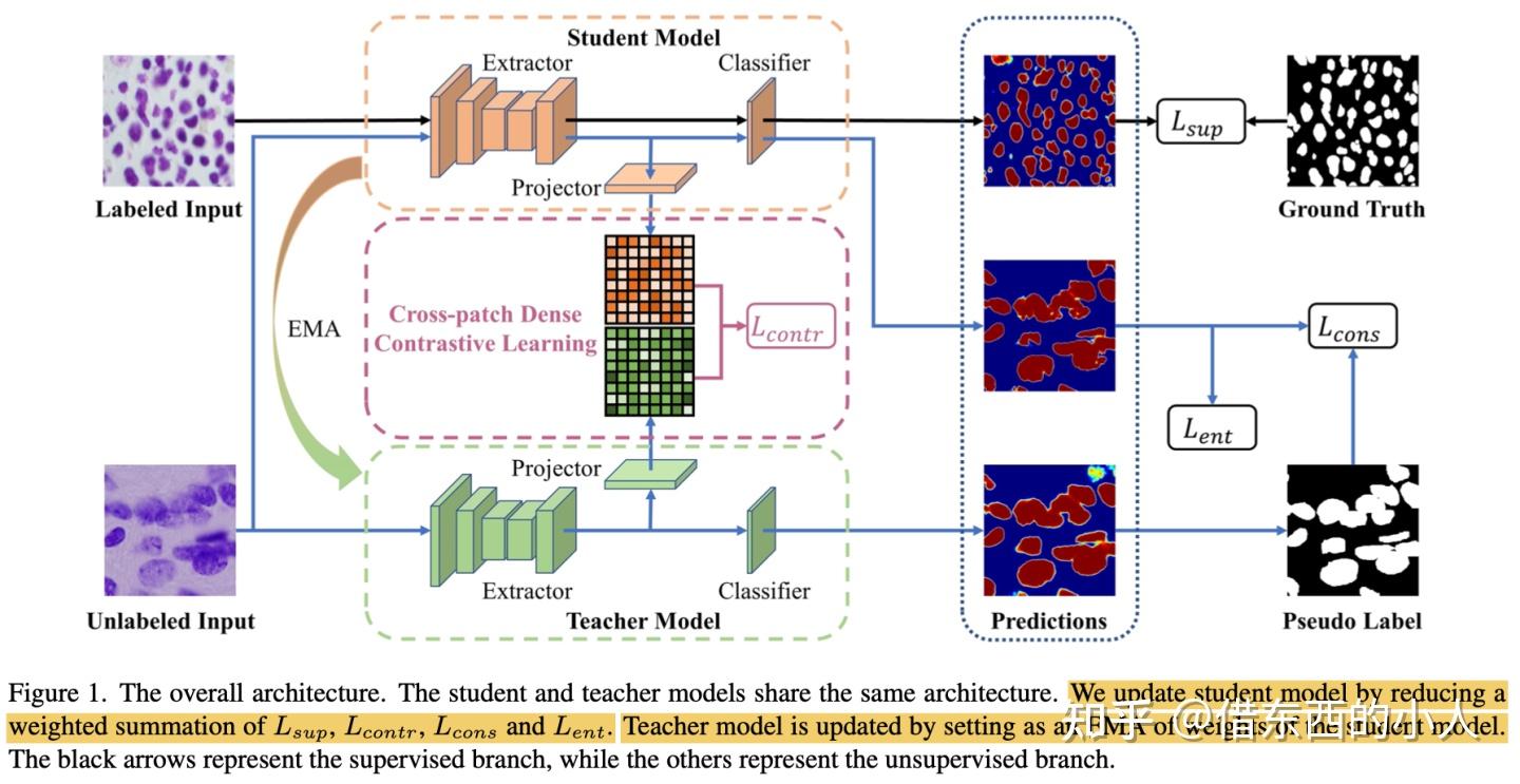 半监督细胞核分割CDCL：《Cross-patch Dense Contrastive Learning for Semi ...