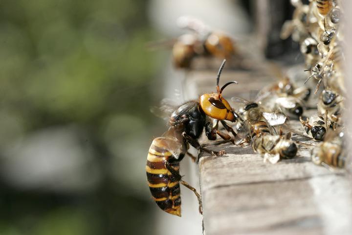 硬碰硬打不过,蜜蜂就没办法对付胡蜂了吗?于是它们想到了用粪便