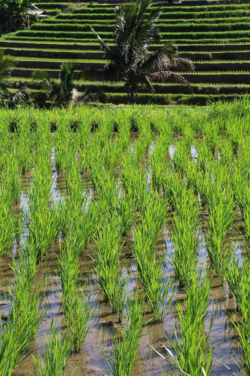 稻田天丰苑配套一览