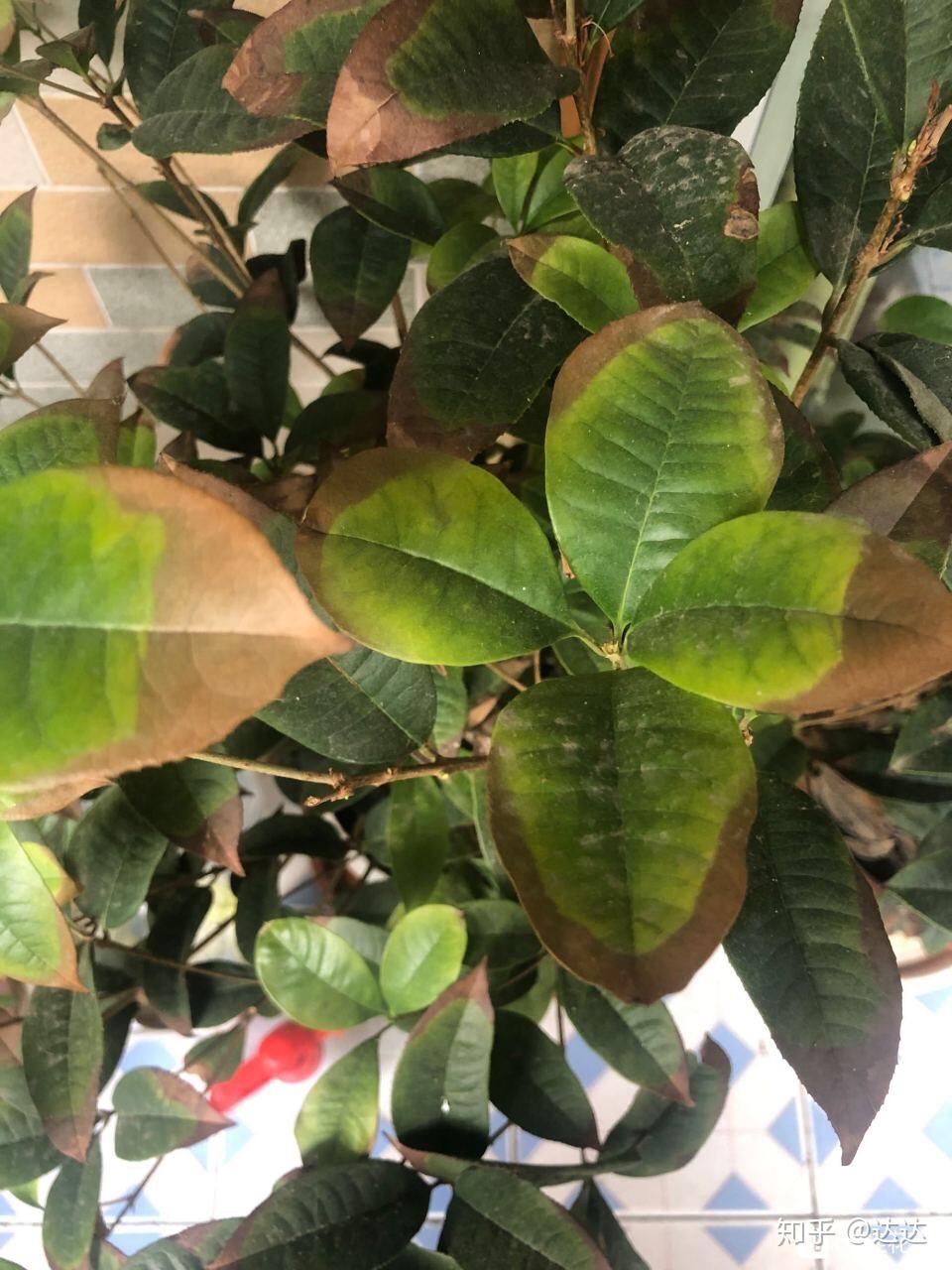 请问四季桂叶子都枯了一半是什么情况