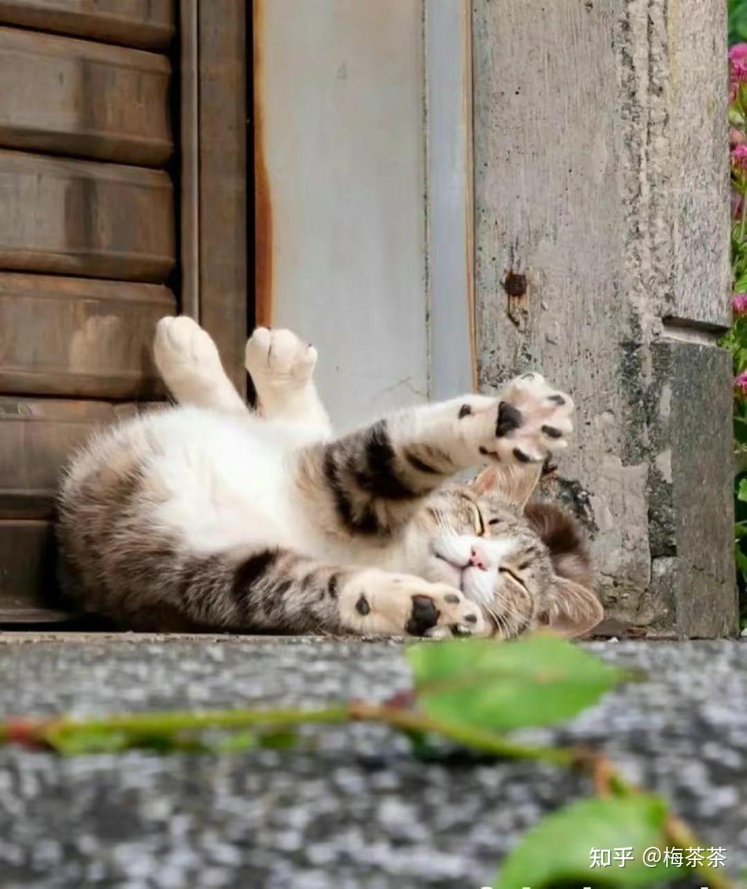一人一猫一世界（关于治愈系文案 猫咪文案） - 知乎