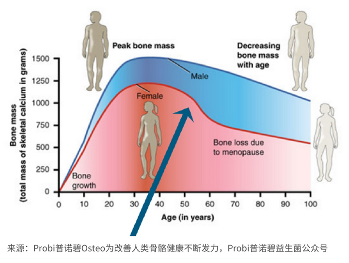 骨骼健康与肠道菌群的秘密 知乎 