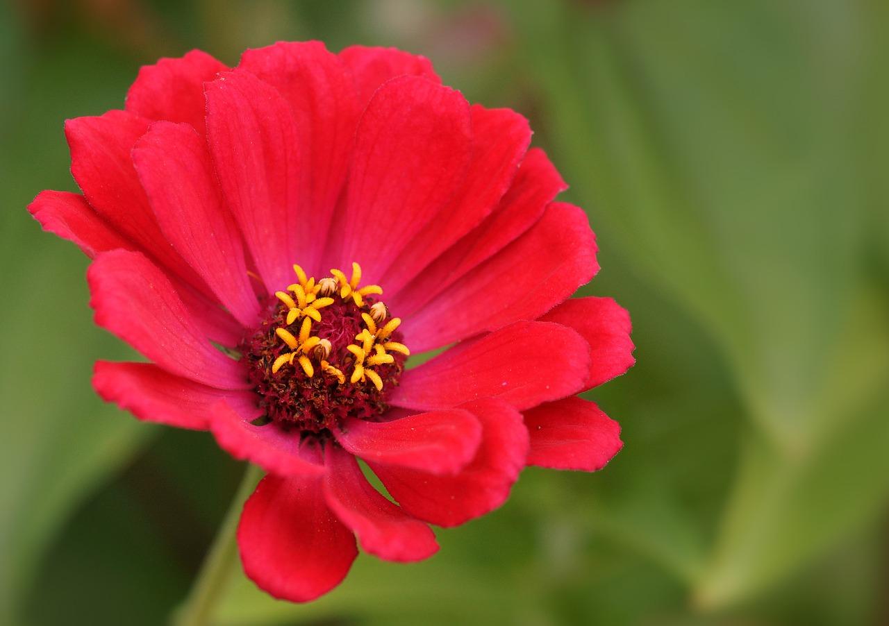 画朵什么有什么寓意