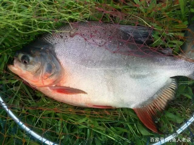 路亚百科淡水白鲳