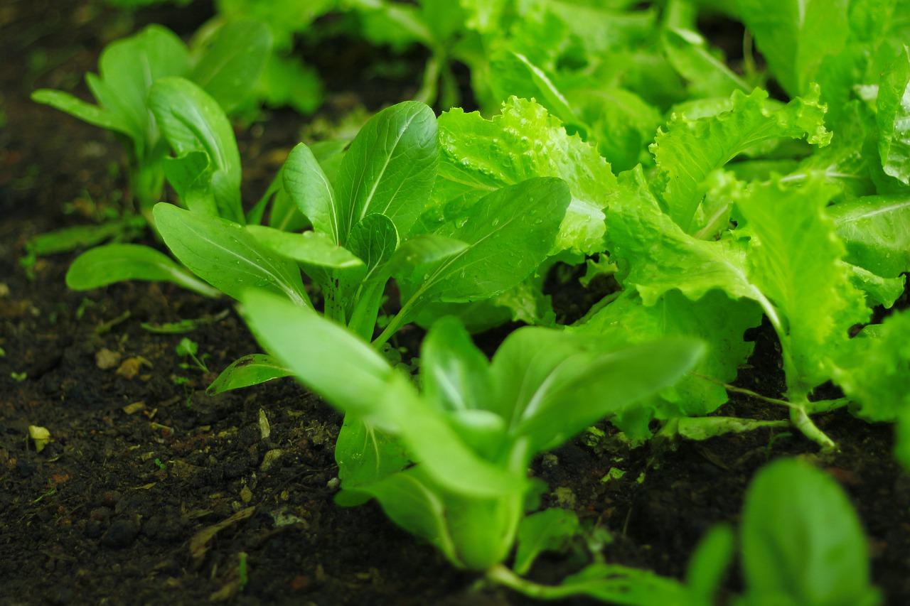 2. 插秧时间选择