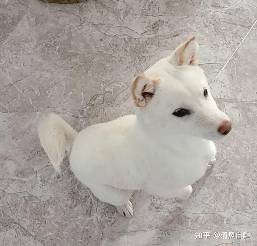 有没有养白色柴犬的大神能不能分享一下感受和图片