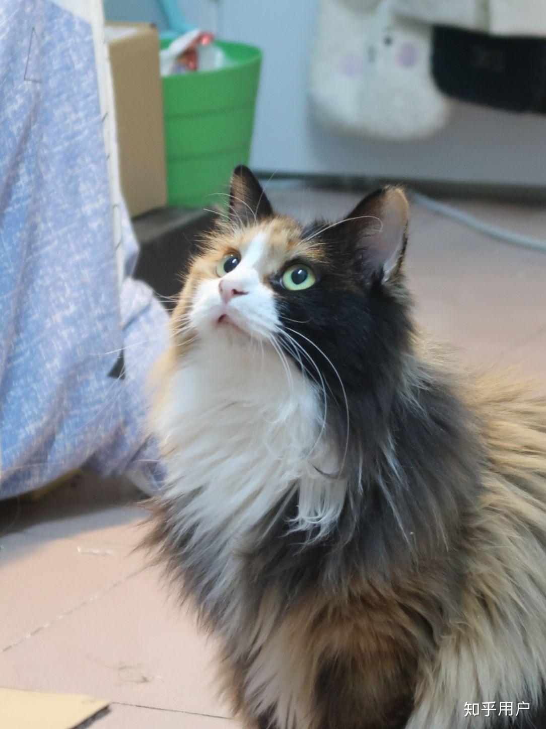 最好看的三花猫长什么样子? - 知乎