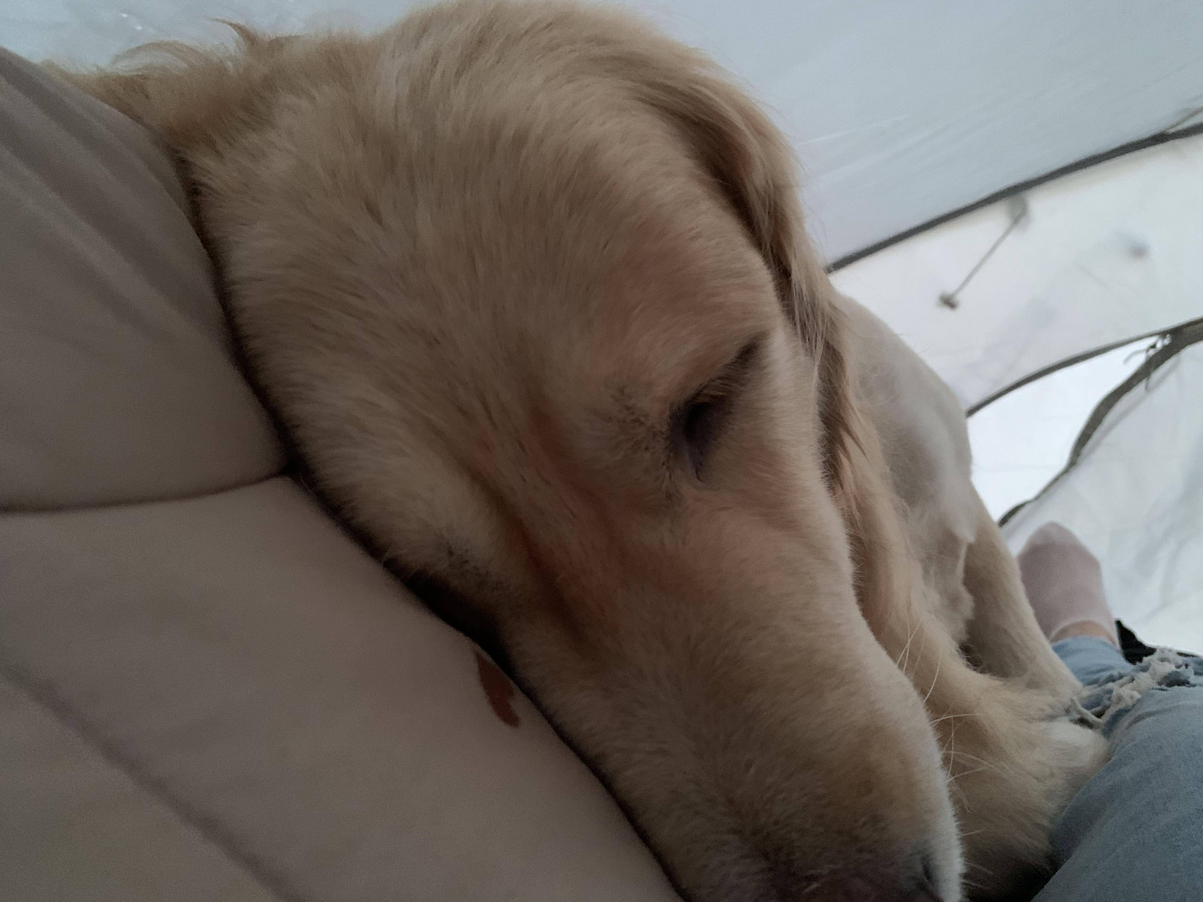 可以分享一张你家狗狗睡觉的照片吗