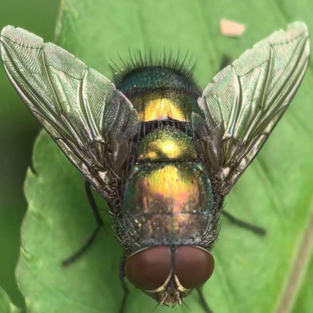 从生物学或心理学角度，人类讨厌苍蝇的原因是什么？