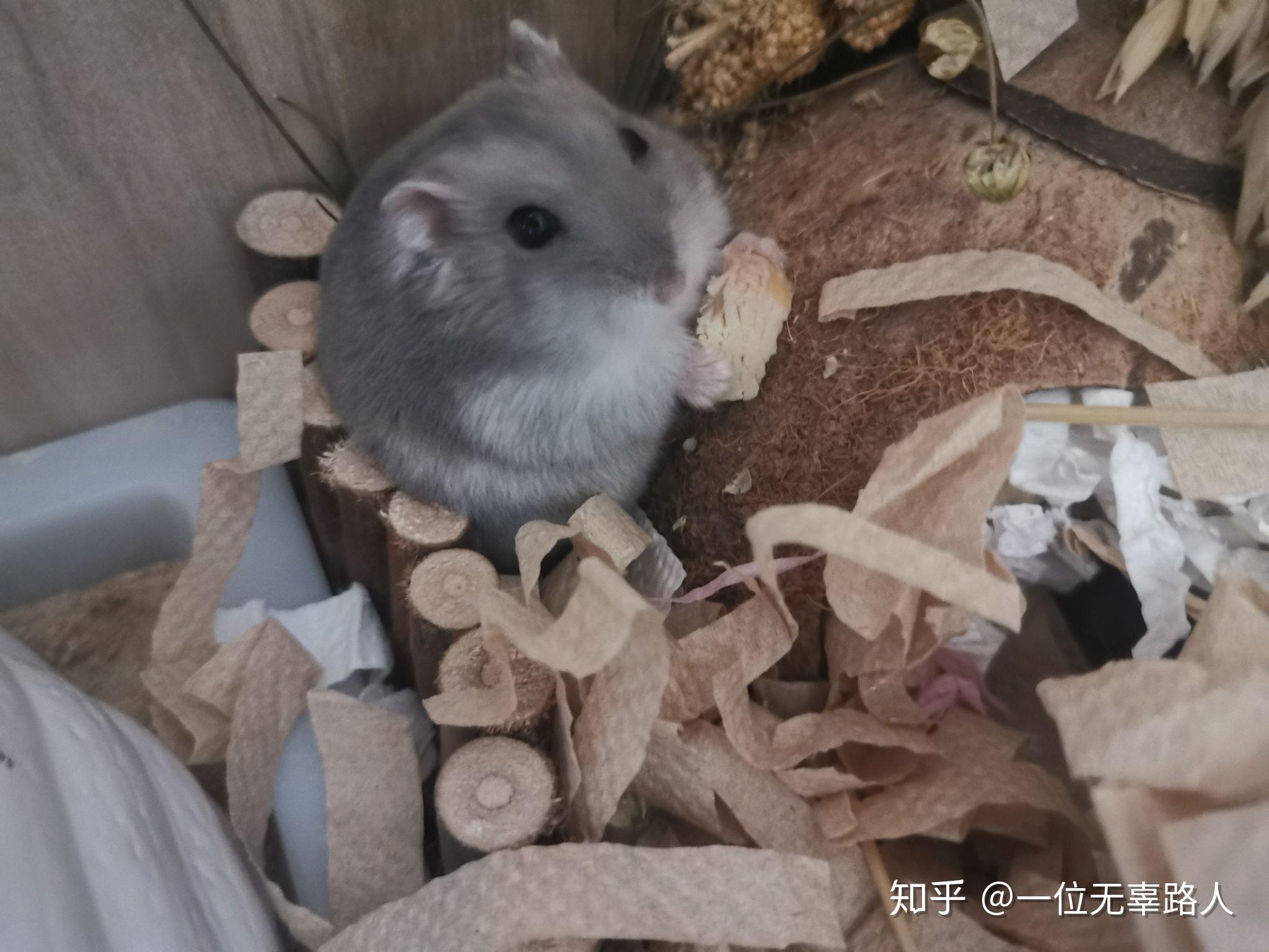 紫仓是很活跃的仓鼠吗它们能长多大