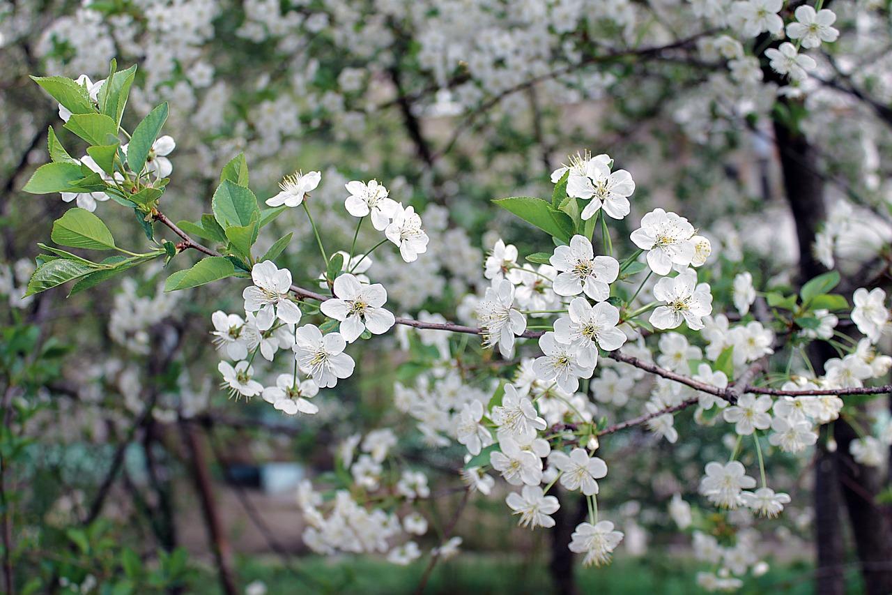 3. 扦插生根方法