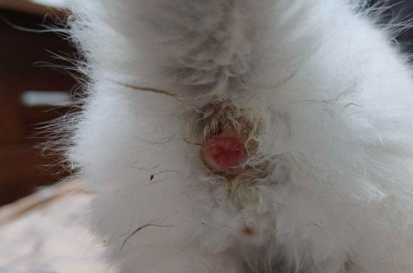 请问猫会得痔疮吗