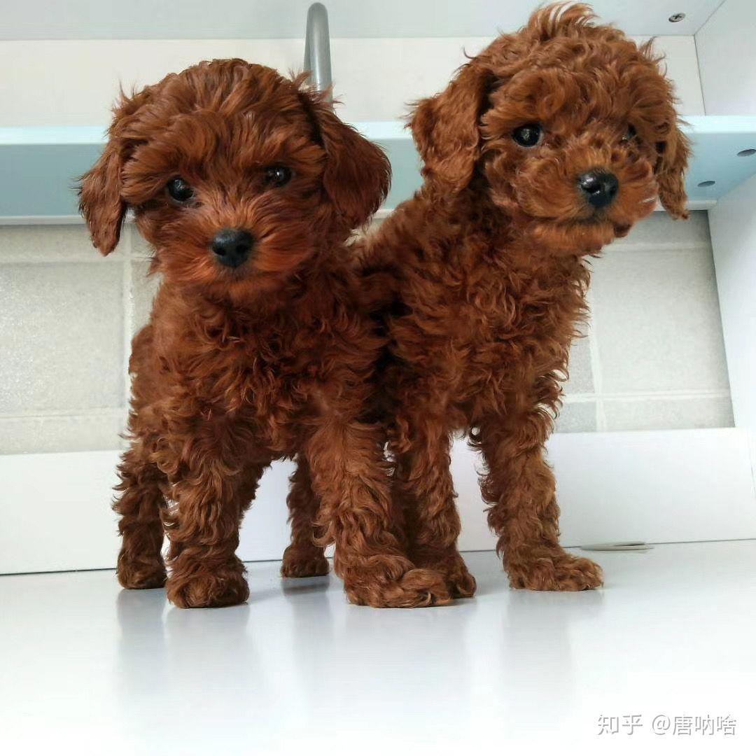 泰迪小时候的照片长什么样