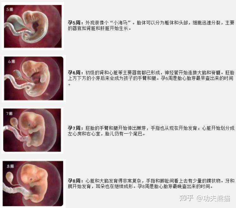 孕周怎么计算?预产期如何计算?孕周胎儿发育情况?