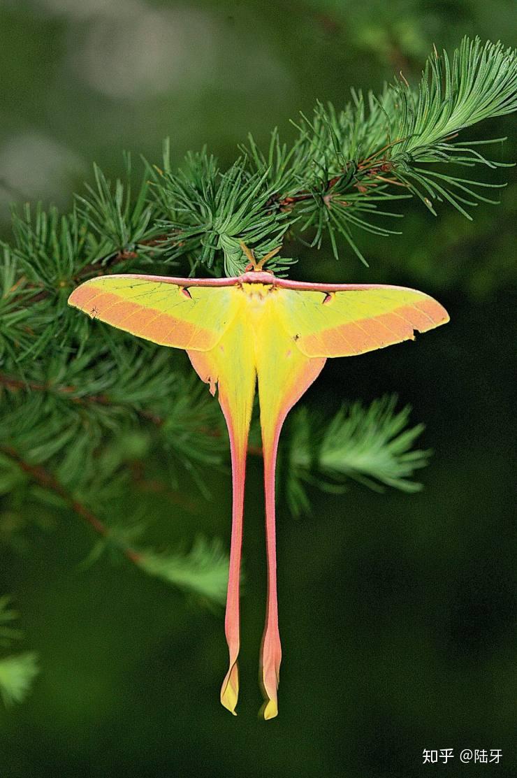 我们小蛾子也可以美美的.