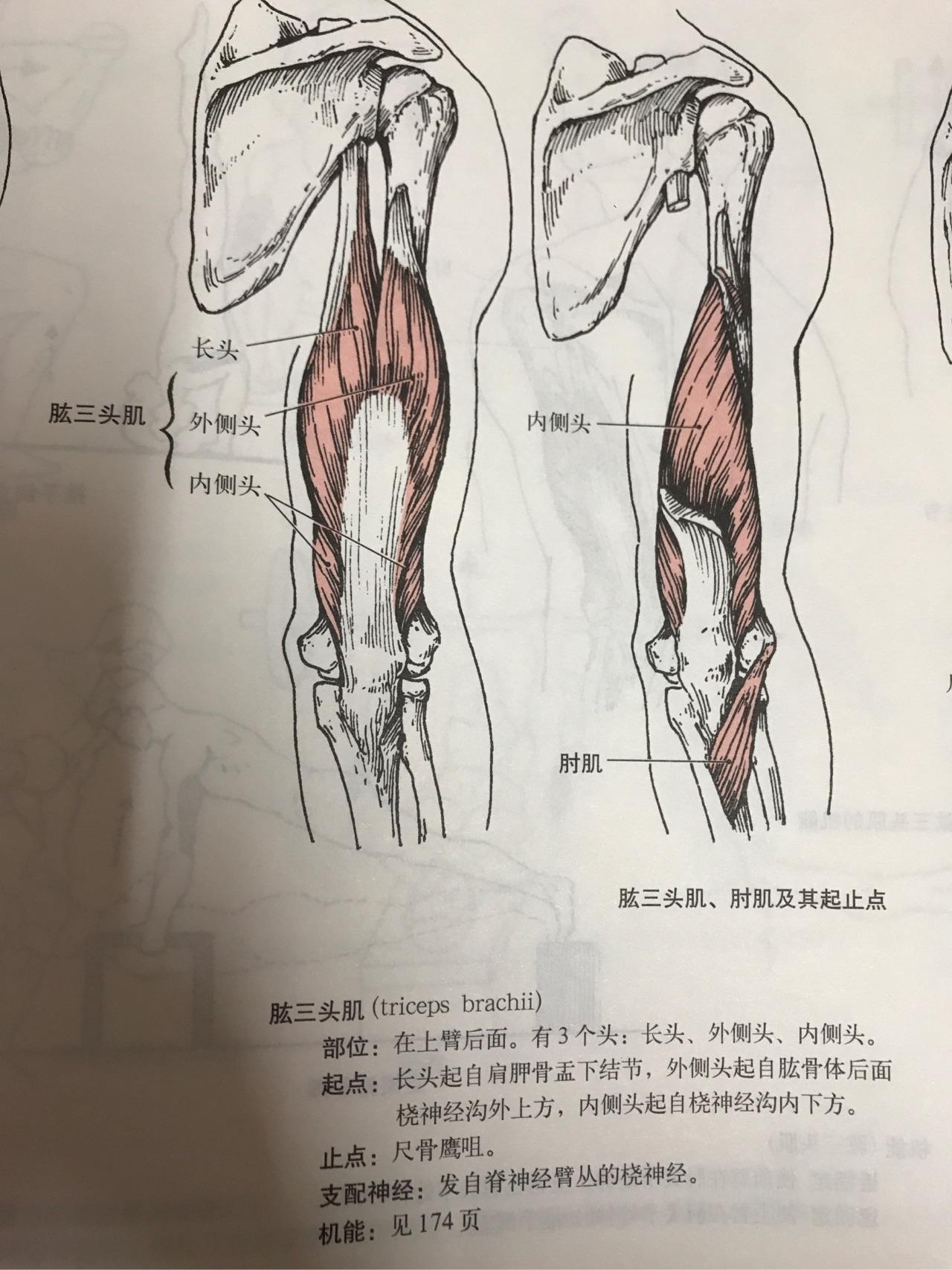 有关肱三头肌的运动