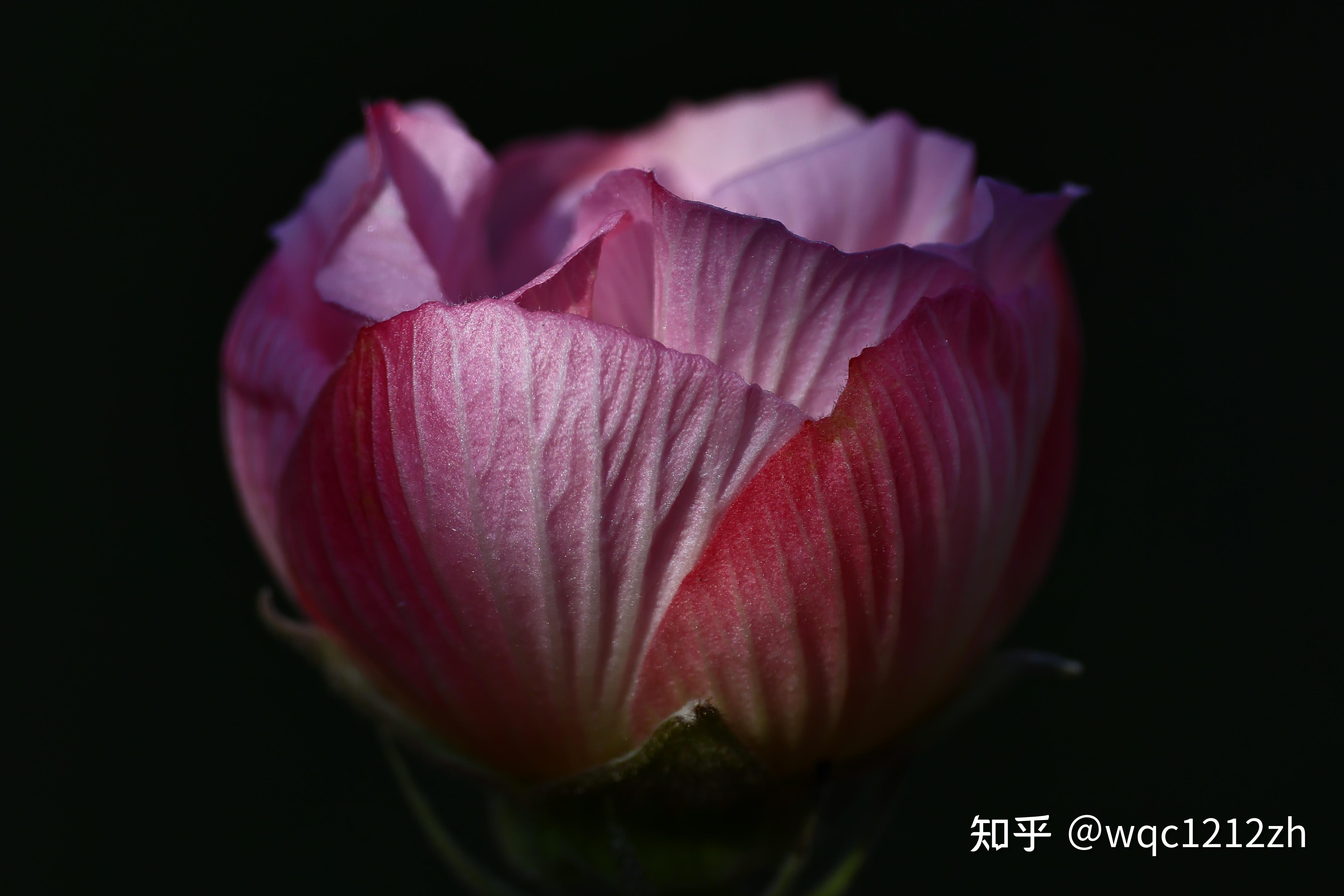 最晚的木芙蓉 - 知乎