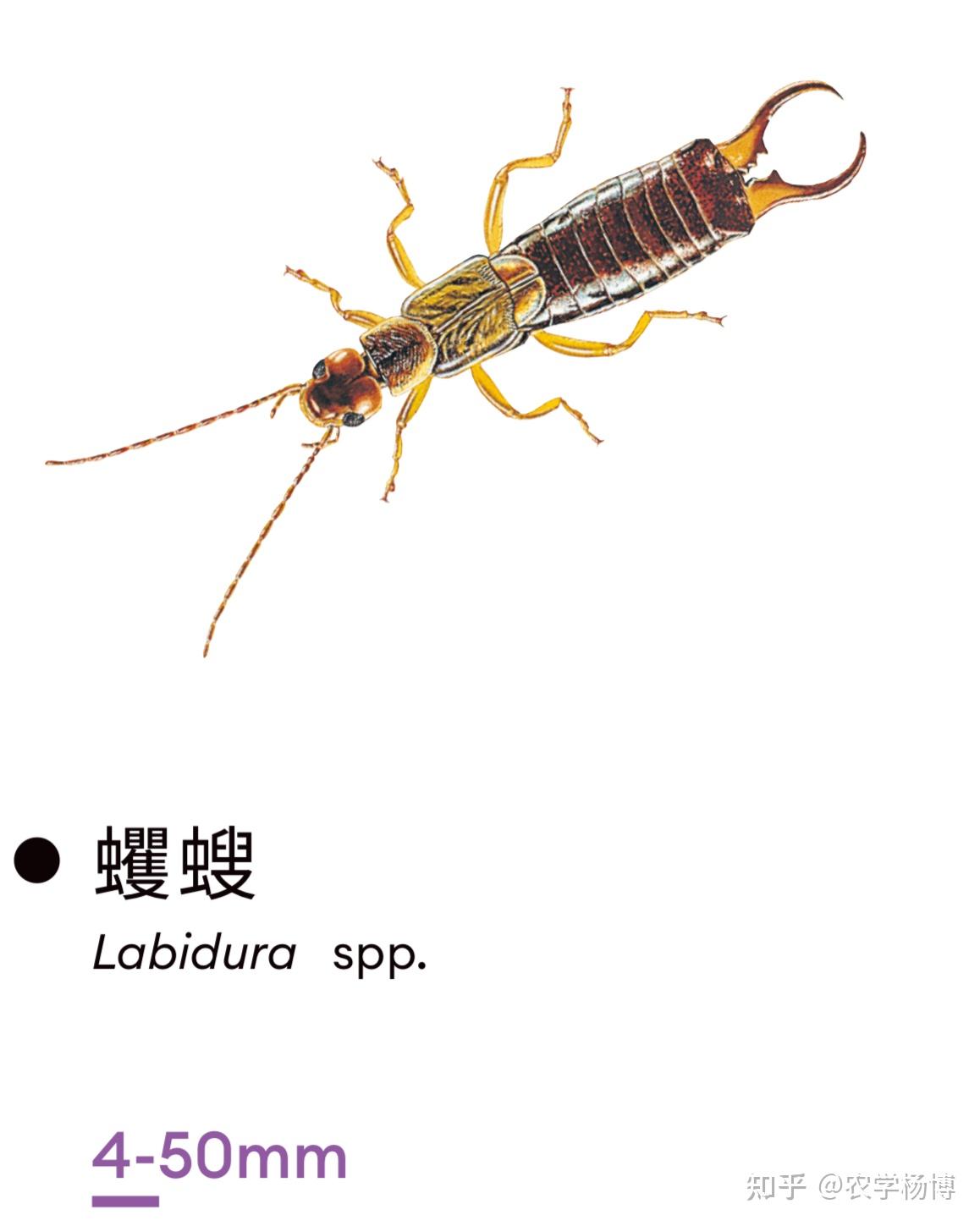 这是什么虫啊 经常在床上出现 还会咬人? - 知乎