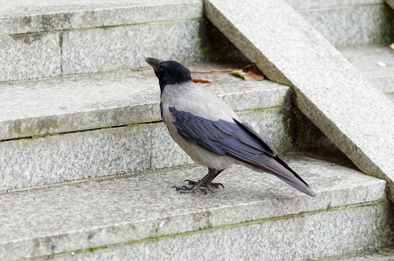 4. 喜鹊昆虫美食