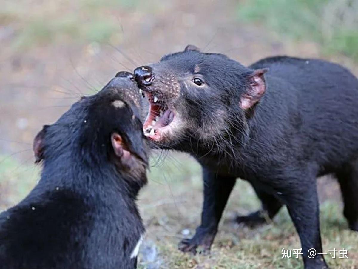 蜜獾,袋獾和狼獾如果放一起打起来谁能获胜? - 知乎