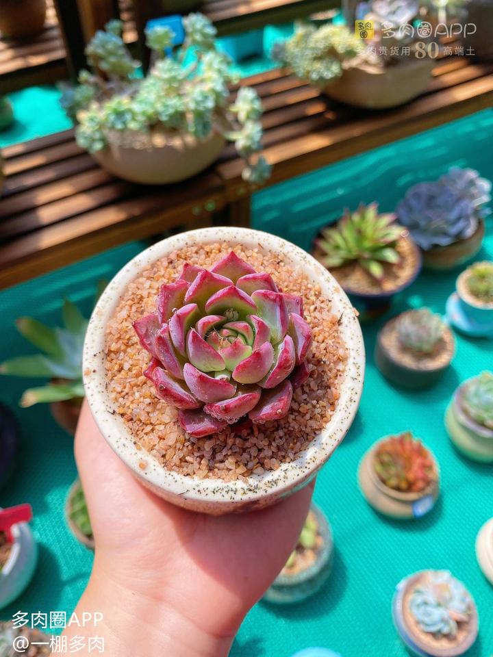 多肉植物棚＋トレー3個セット BQ-YC7