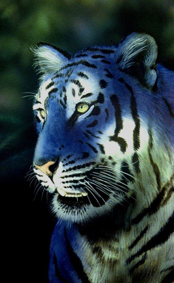 蓝虎 灭绝图片