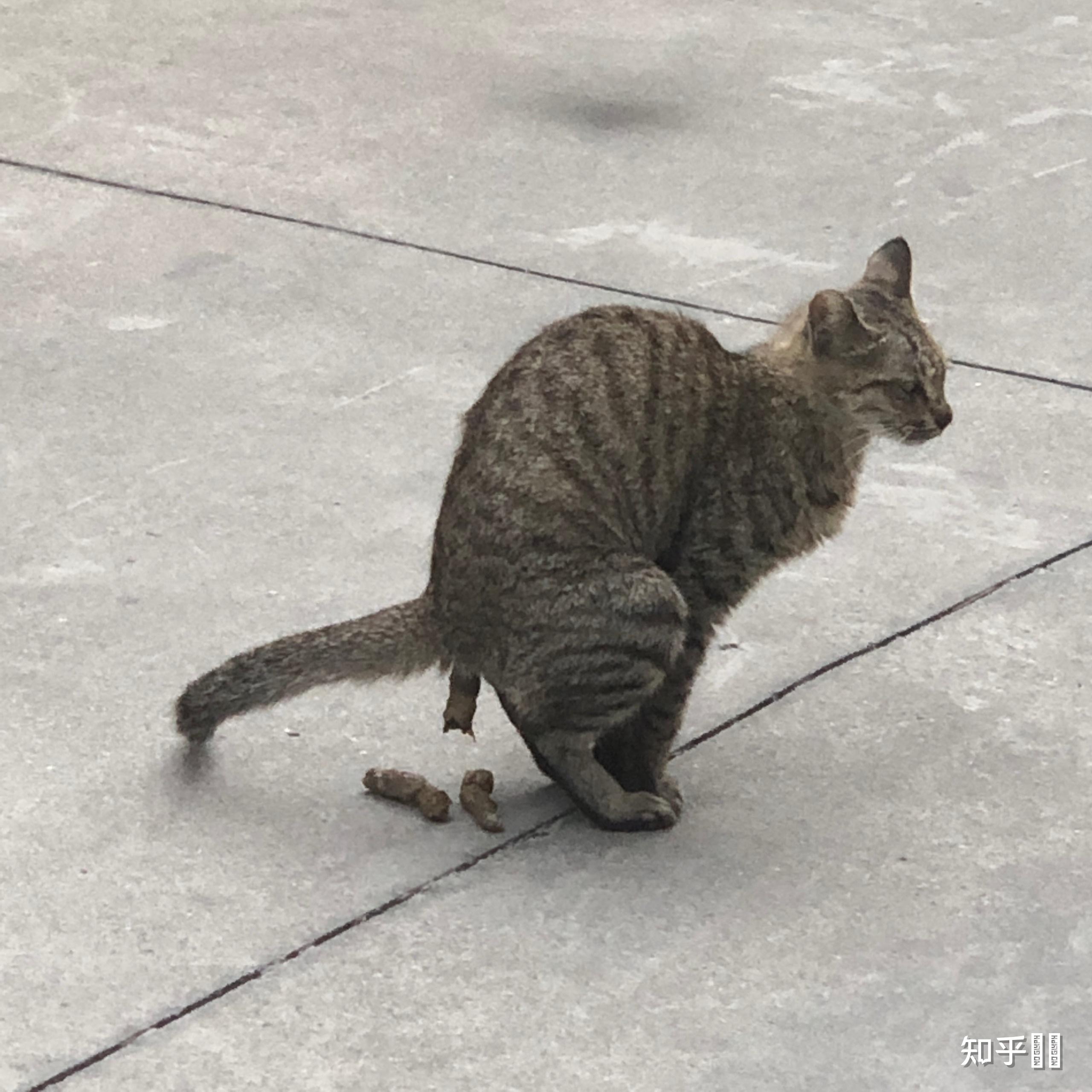 野猫平时拉屎到底埋哪土里吗但爪上没见过土啊还是不埋吗