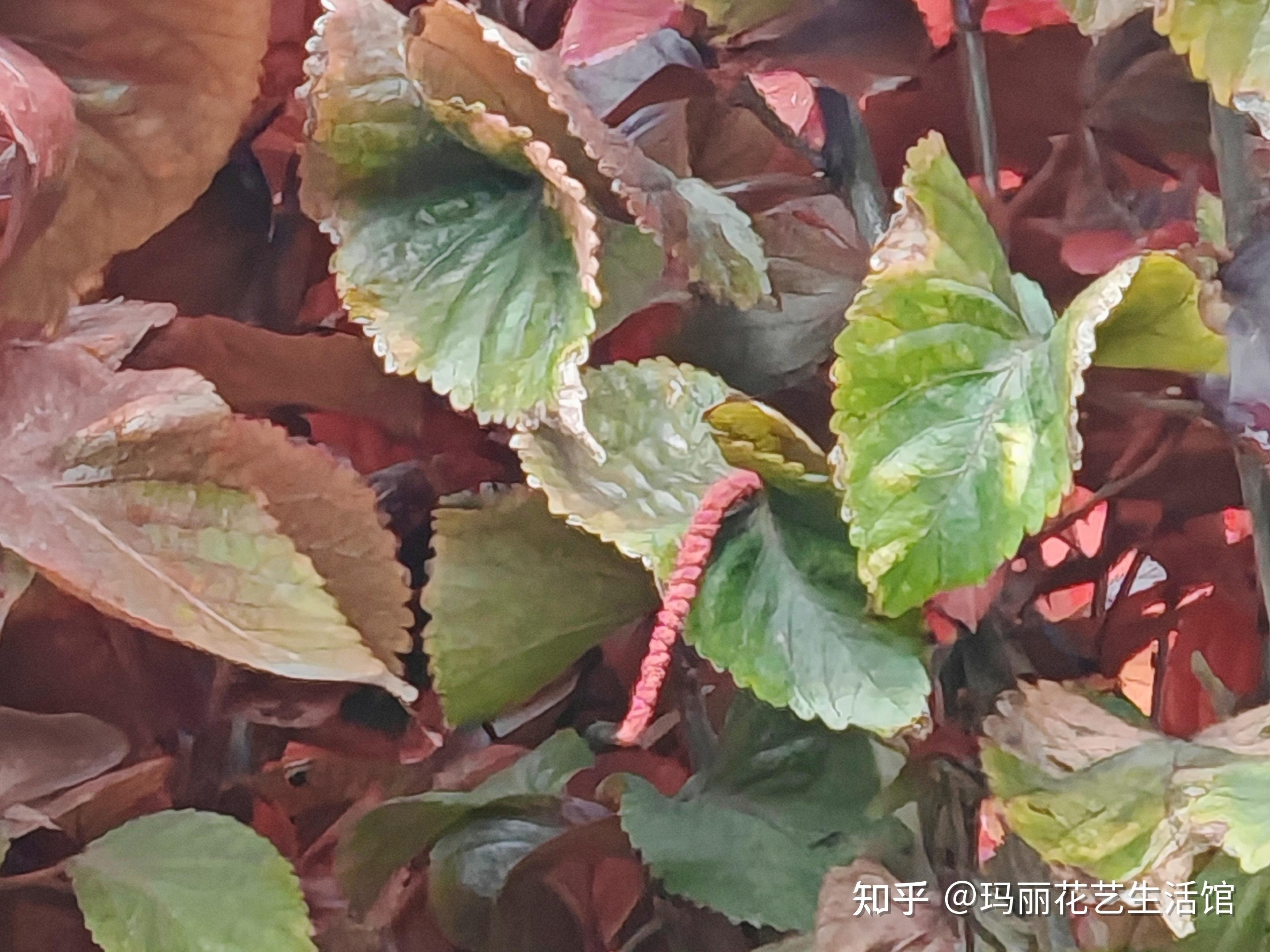 植物科普 ：红桑，灿烂如烈焰，美艳似画卷 - 知乎