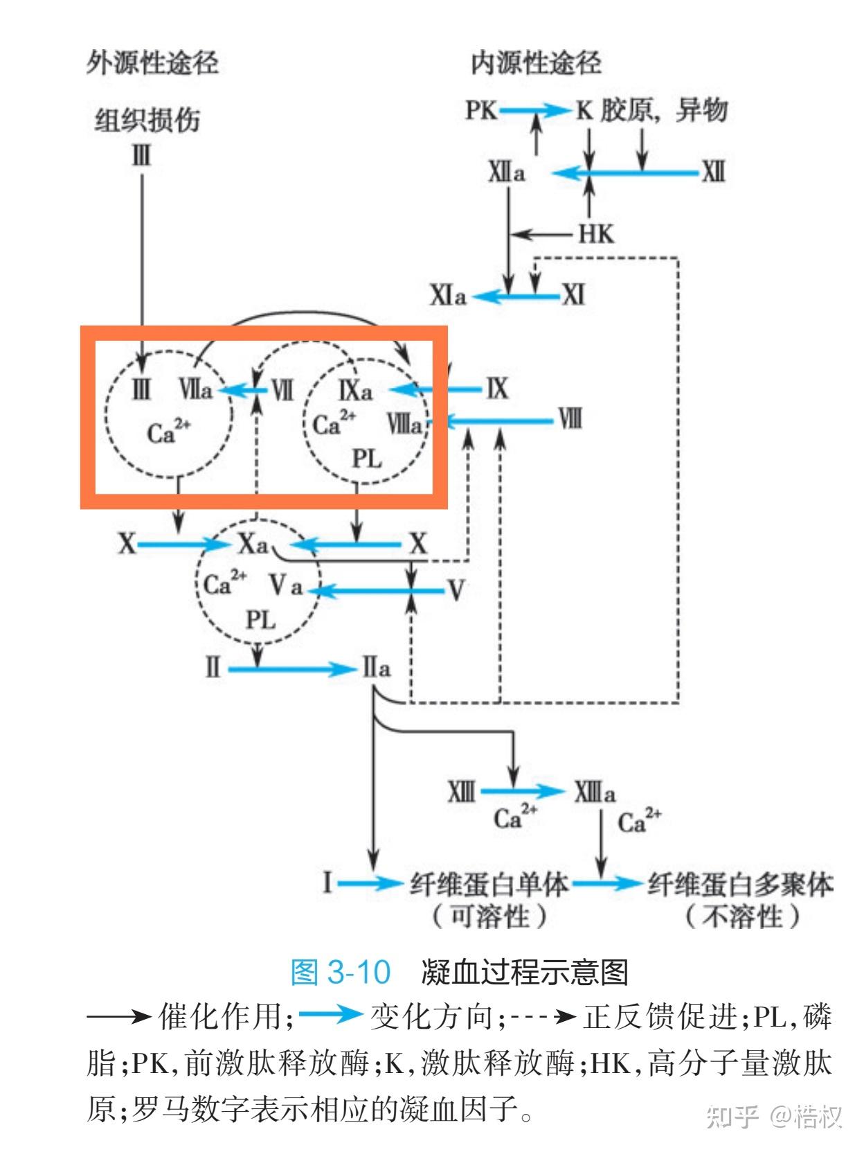 为什么内源性凝血途径所需时间比外源性凝血长