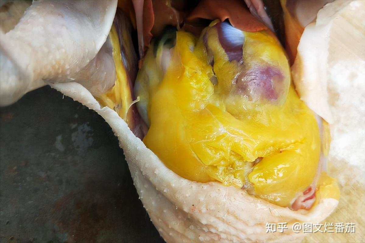杀鸡时，肚子里有一块“黄油”常被丢掉，其实它是个宝，涨知识了 - 知乎