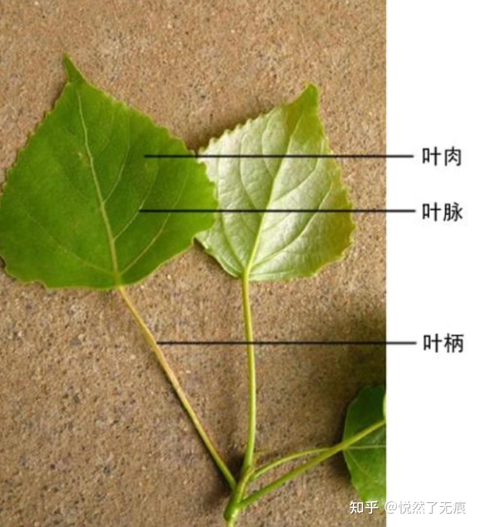 为什么有些植物的叶片具有毛状结构? - 知乎