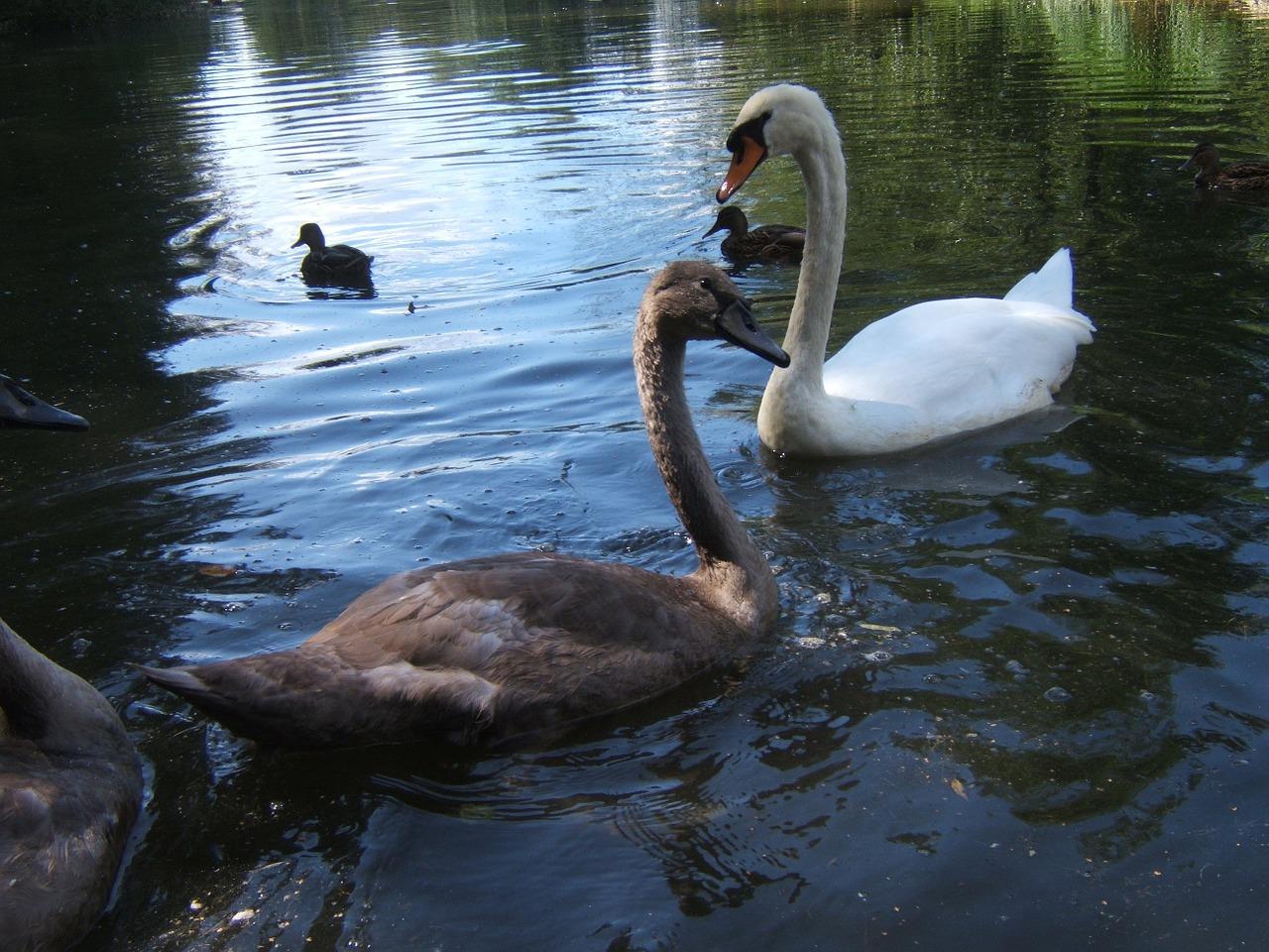 4. 生态宜居社区