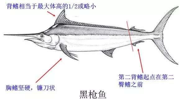 山东大集上的金枪鱼到底是什么鱼?真的能吃吗? - 知乎