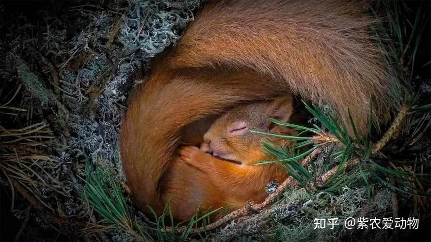 有哪些动物会冬眠？ - 知乎