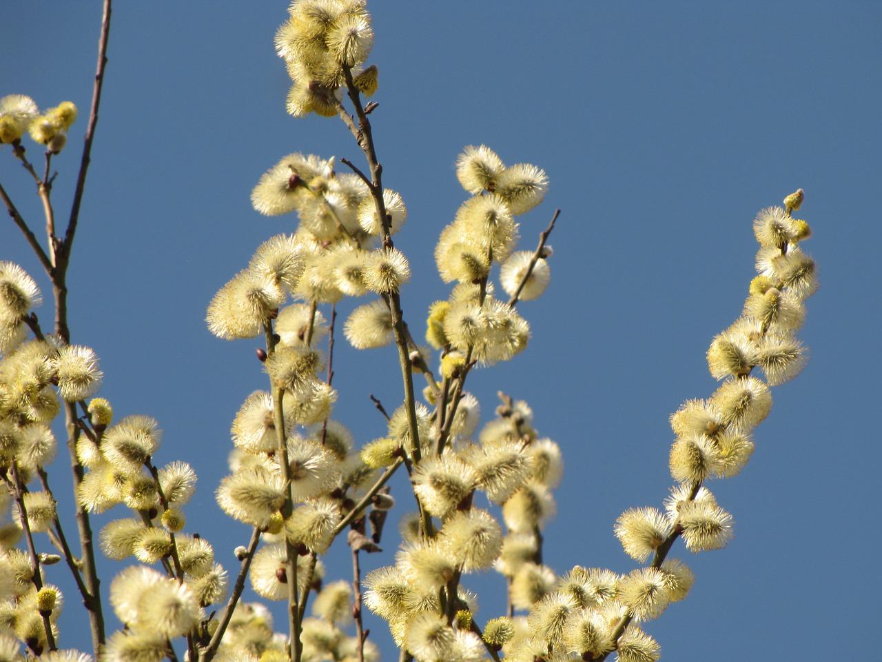 柳树的枝条变化