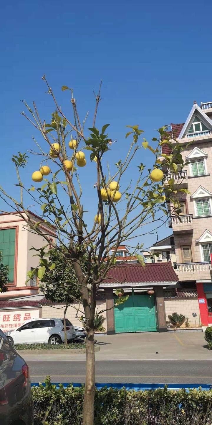 杭州街头的柚子树