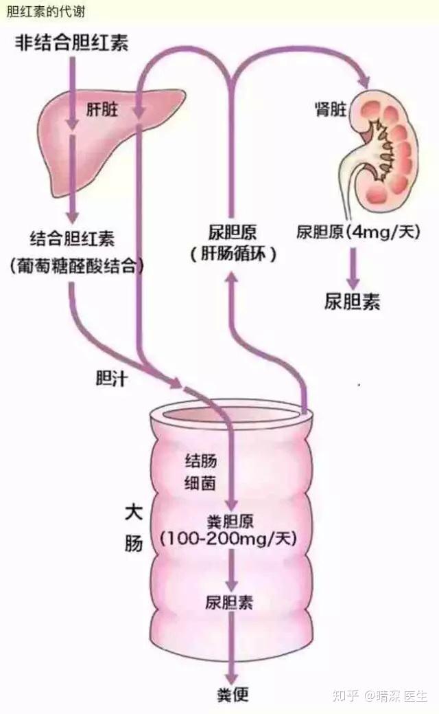 胆红素正常代谢示意图图片