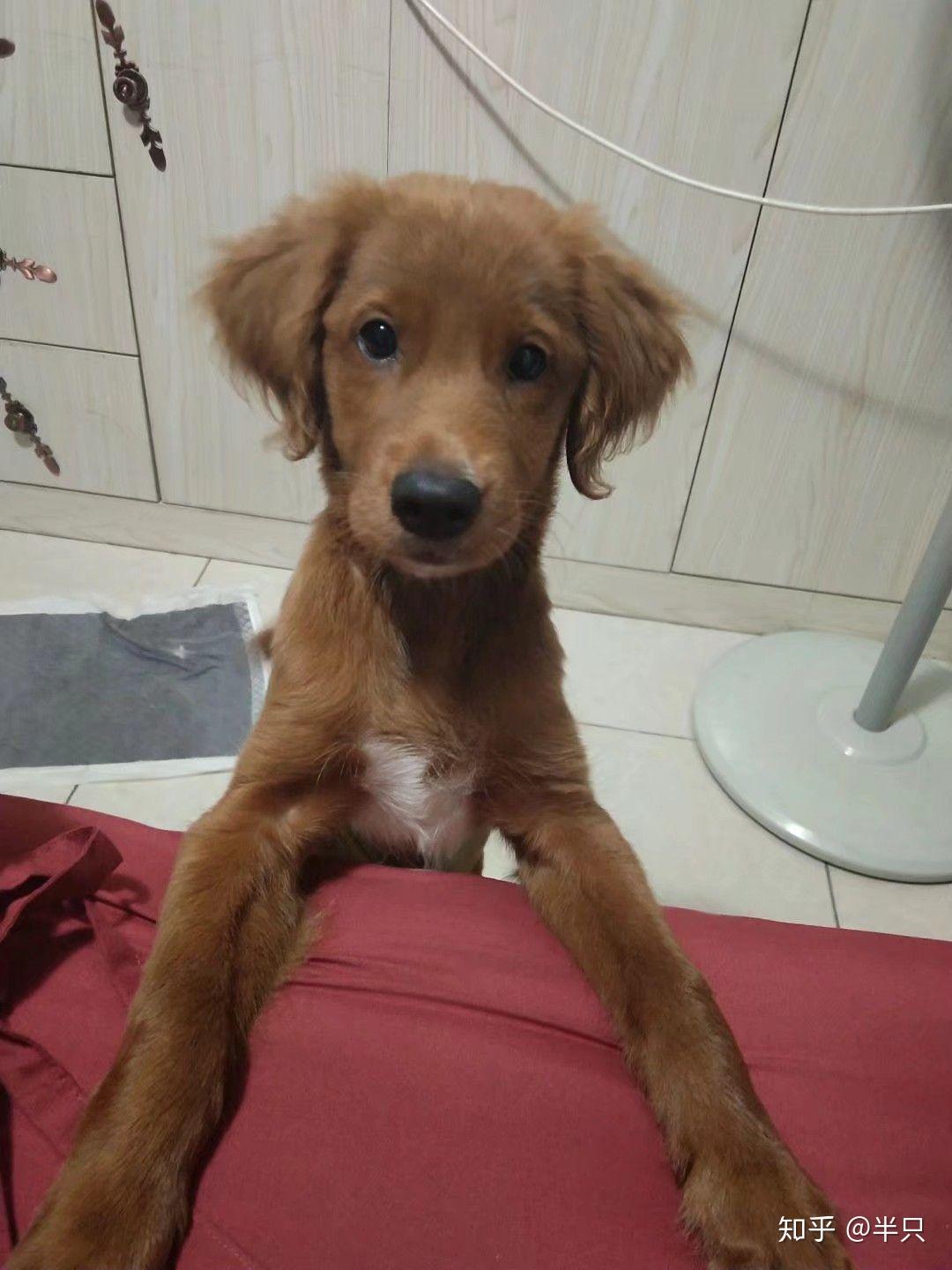 泰迪和金毛的串串能长多大