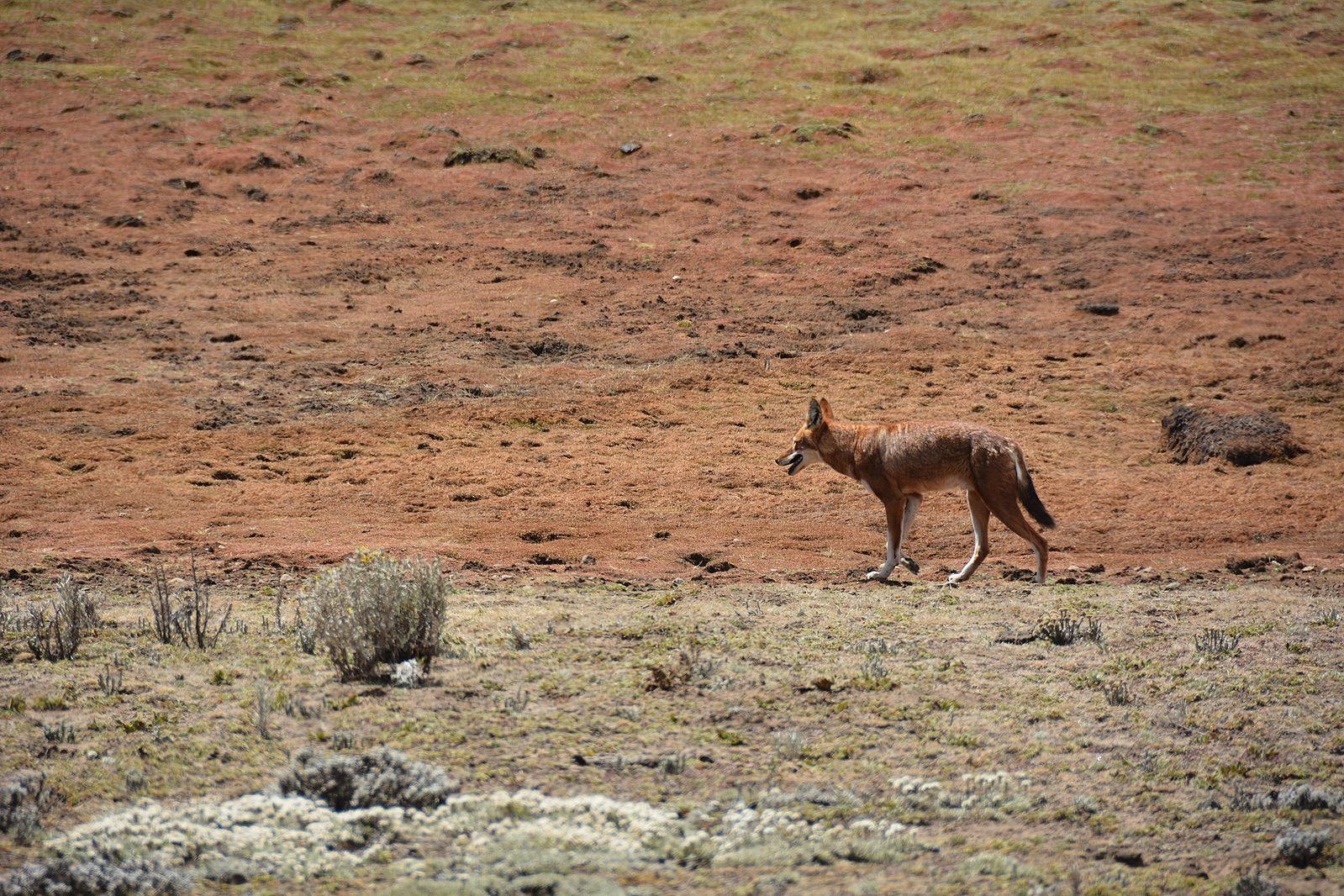 埃塞俄比亚是一个怎样的国家?
