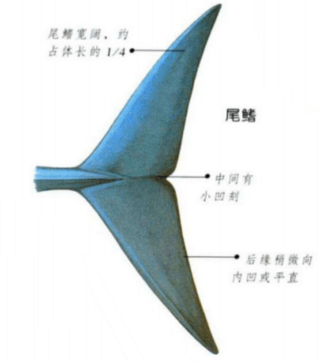 海底鲸鱼小报告——须鲸篇(一) - 知乎