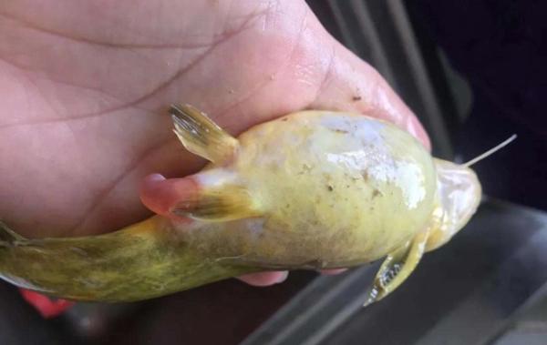 黄颡鱼腹水病如何解决 知乎