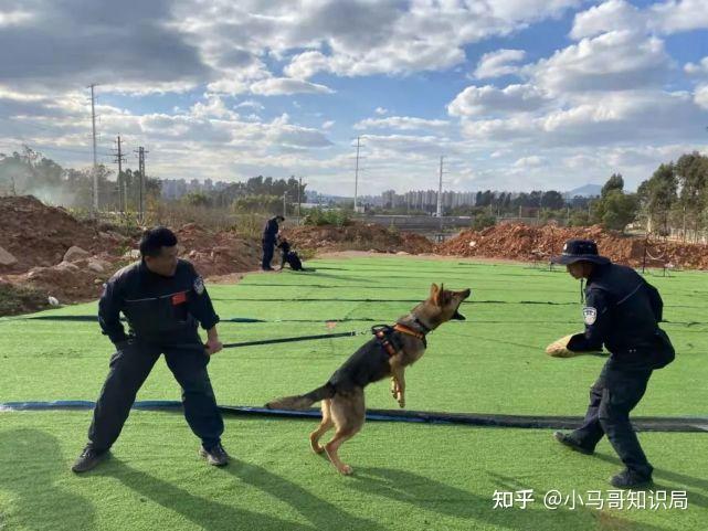 中國有沒有途徑領養被淘汰的警犬或退役的警犬