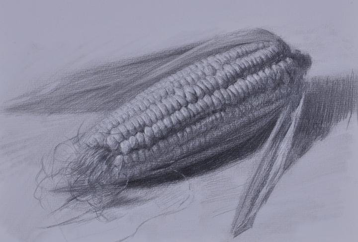 玉米结构素描图片