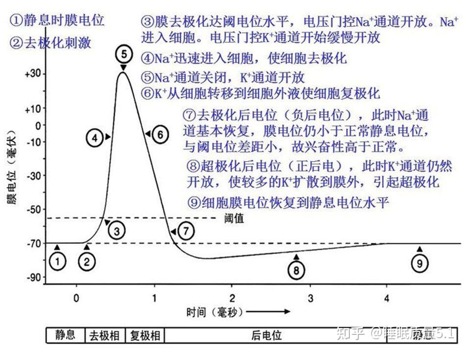 神经传导电位变化图图片