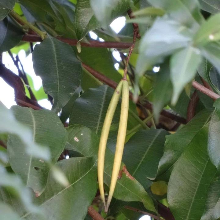 【植物界全系列】夹竹桃科—杠柳亚科 - 知乎