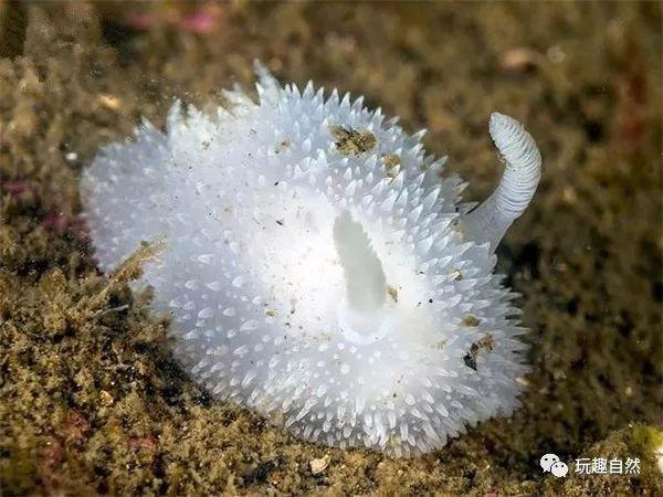 海洋萌主——海蛞蝓|带你发现那美丽的大自然 - 知乎