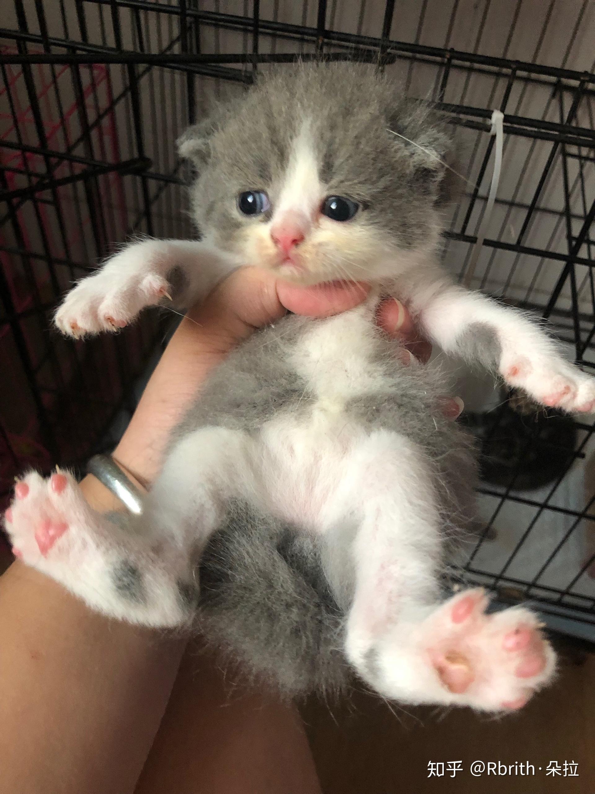 想问一下蓝猫和虎斑配出来是什么样子的